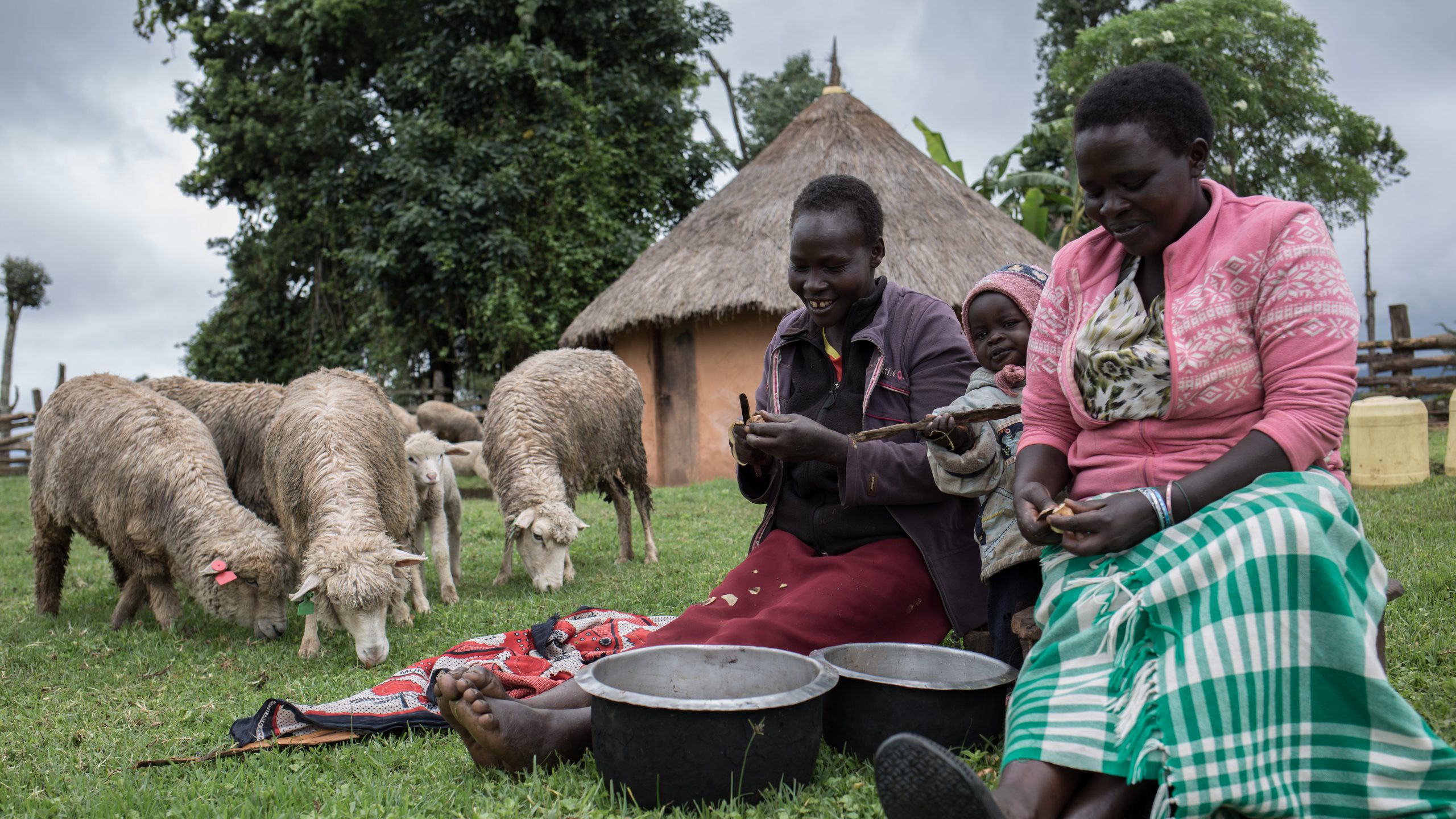Donne del Kenya con animali in fattoria