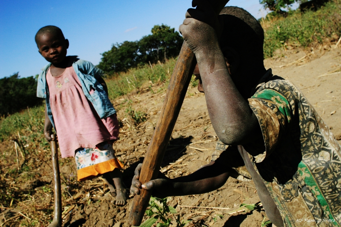 La siccità e diverse inondazioni devastanti hanno scatenato una crisi alimentare senza precedenti. Foto: ACF Malawi, S. Vera