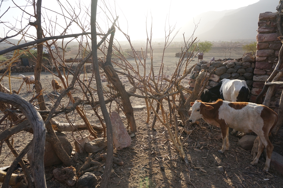 Alcune mucche sottopeso a Debi Balaka Kebele, nella regione Amhara