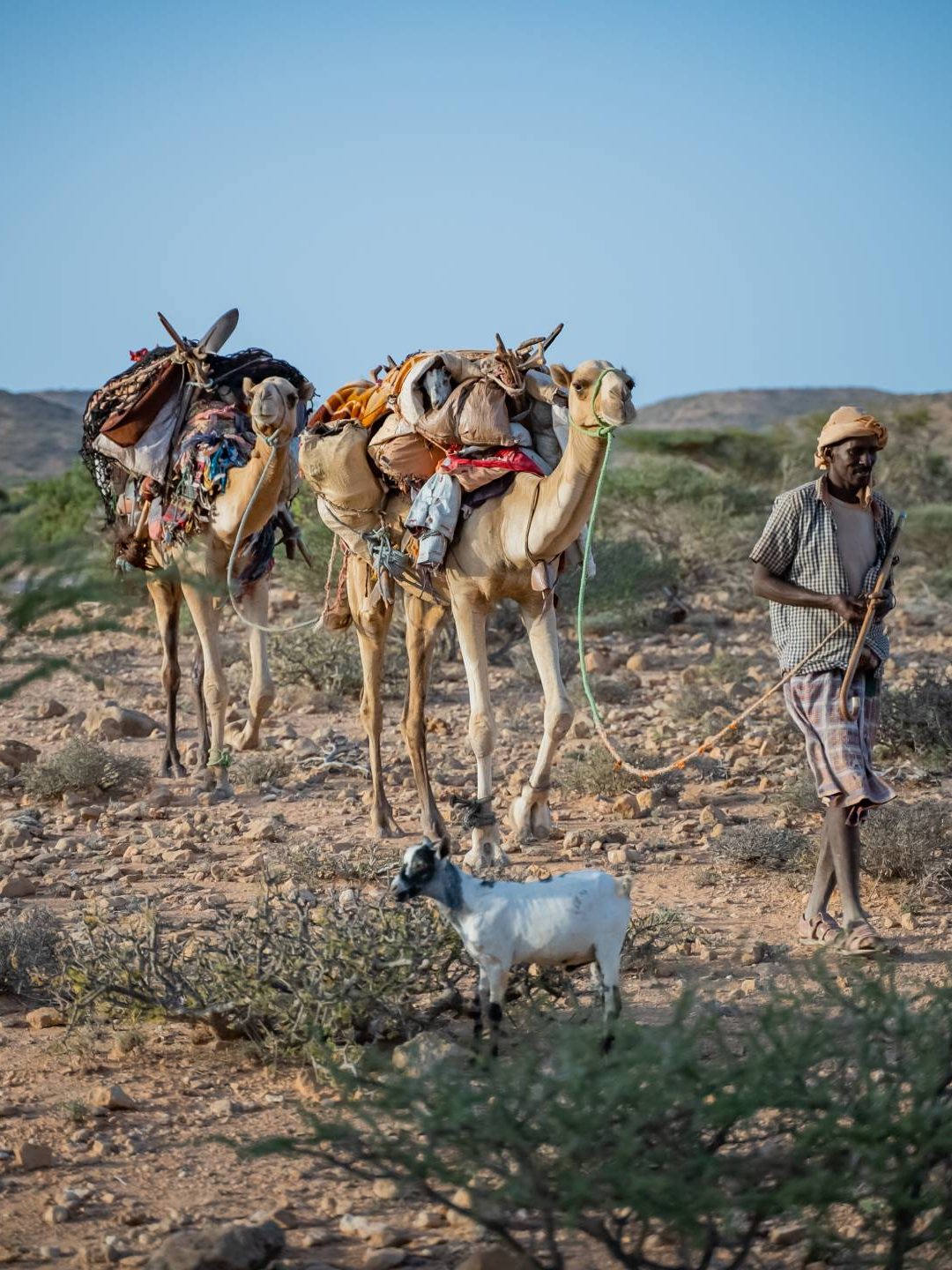 pastore somalo con due cammelli in contesto di siccità