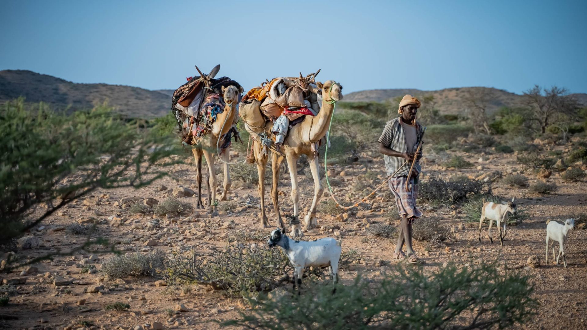 pastore somalo con due cammelli in contesto di siccità