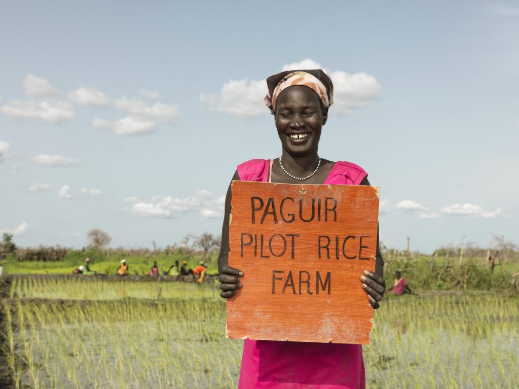 Coltivazione di riso in Sud Sudan
