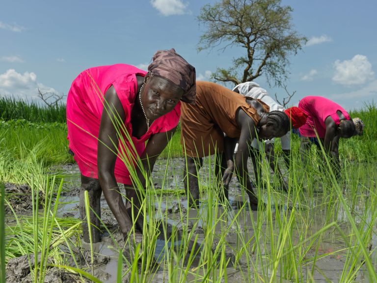 Le donne coltivano il riso in Sud Sudan