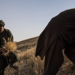 Agricoltori che raccolgono il grano in Afghanistan