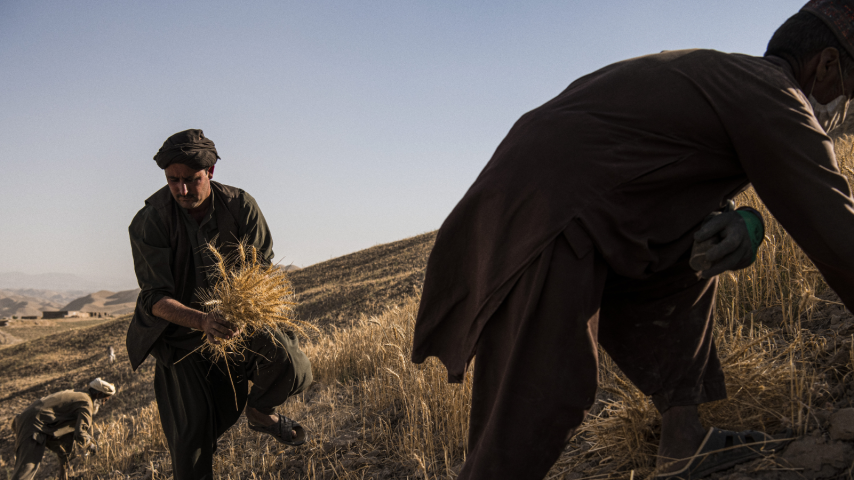 Agricoltori che raccolgono il grano in Afghanistan