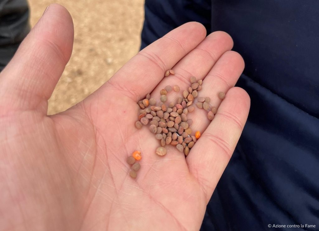 Agricoltura di lenticchie in Siria