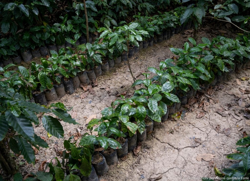 Alberi in Guatemala per progetto riforestazione