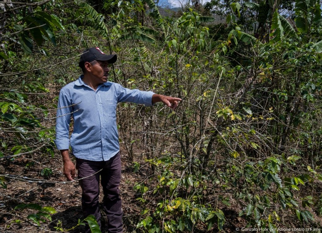 Uomo con alberi in Guatemala per progetto riforestazione