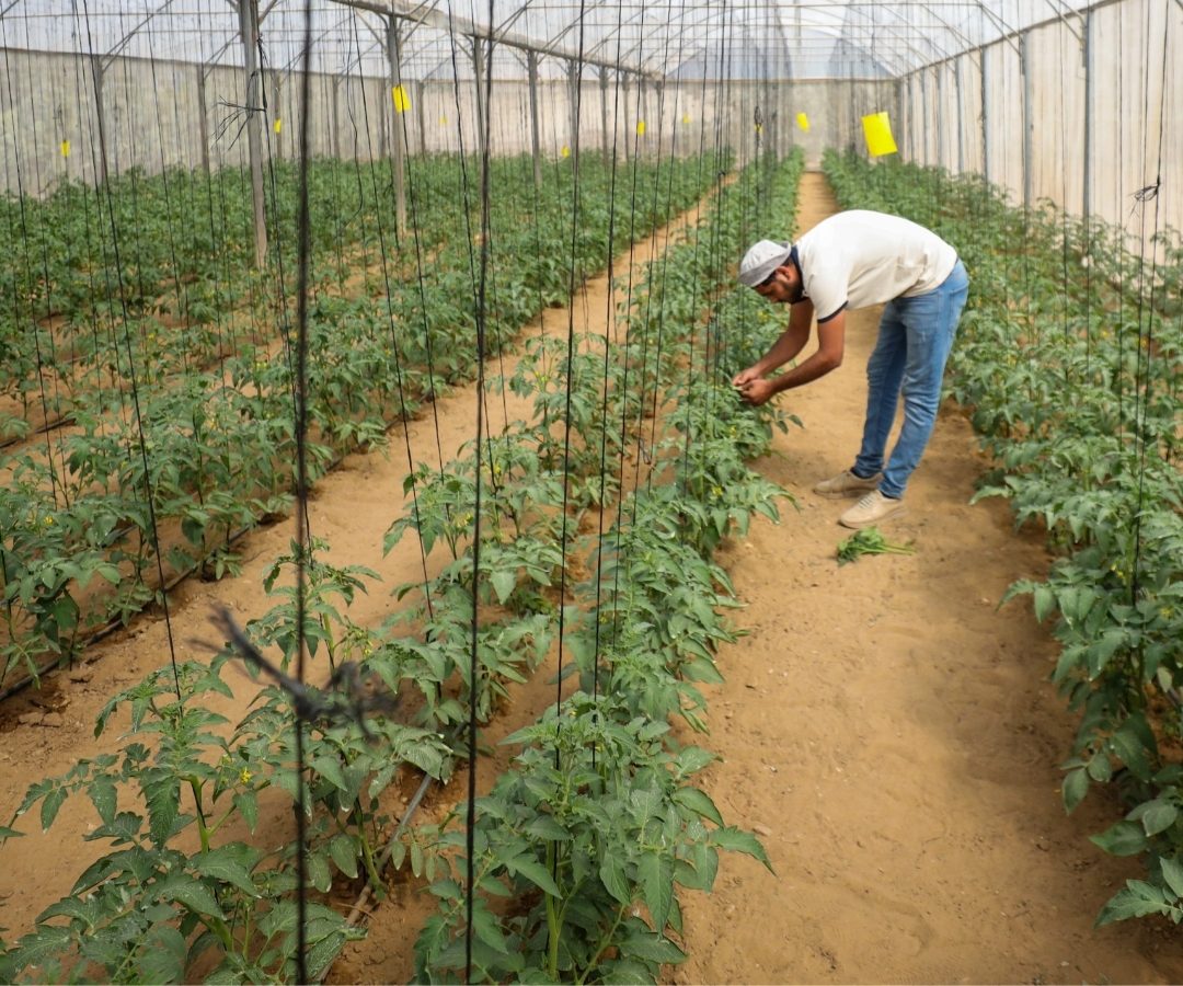 Agricoltori a Gaza