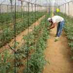 Agricoltori a Gaza