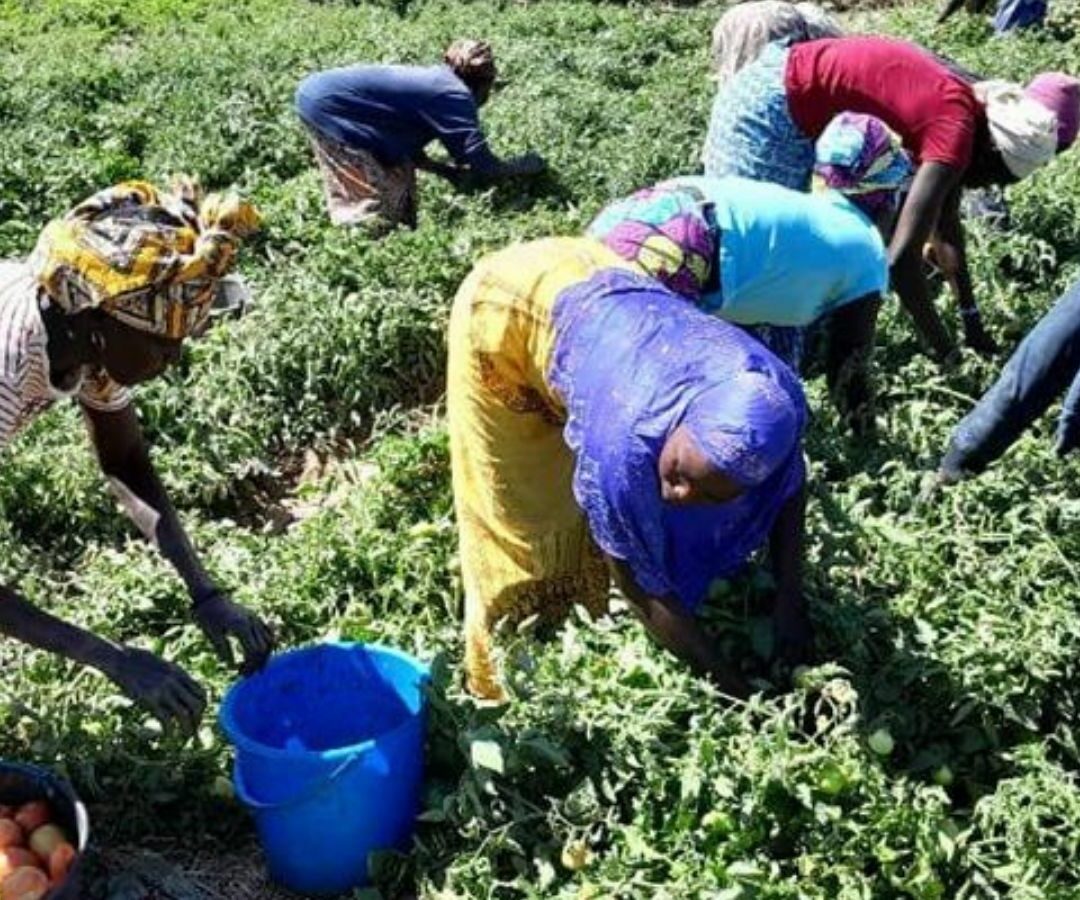 Progetto sicurezza alimentare Camerun