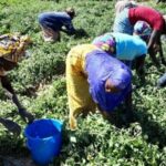 Progetto sicurezza alimentare Camerun