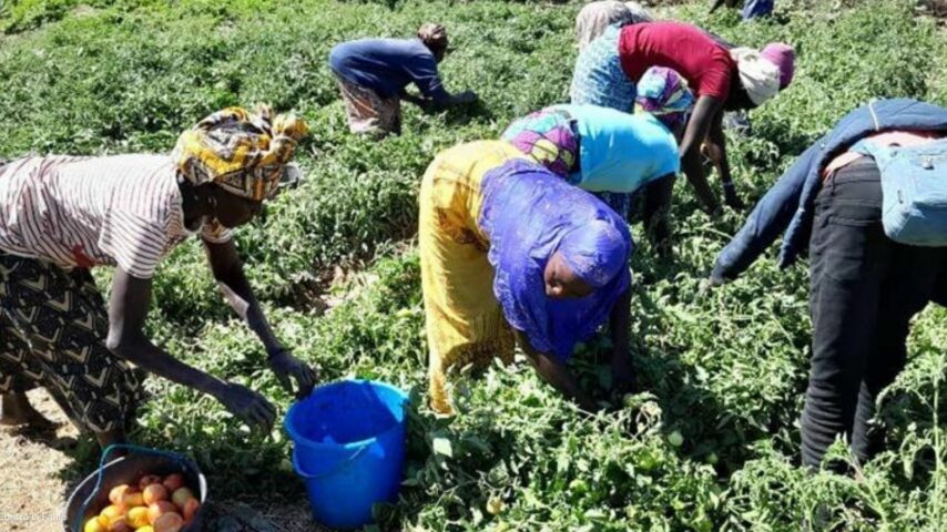Progetto sicurezza alimentare Camerun